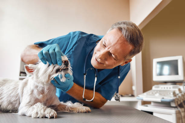 Best Weekend Emergency Dental Services in Wellington, KS